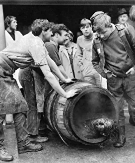 Apprentices Prints: Roll out the barrel. A coopers apprentice is rolled out in a smoking barrel as part of