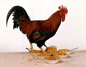 Breakfast Prints: Rooster George taking part in the Big Breakfast Cornflake Test. Circa 1995