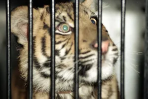 00096 Prints: Roque the Tiger arrives at the Born Free Sanctuary in Headcorn Kent - from Spain December