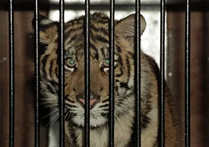 Roque the Tiger arrives at the Born Free Sanctuary in Headcorn Kent - from Spain December