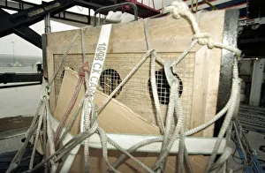 00097 Prints: Roque the Tiger arrives in the UK on his way to the Born Free Sanctuary in Headcorn Kent