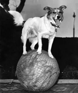 Trick Prints: Rory'the performing dog of Victor Manz of 87A Pepys Road, New Cross
