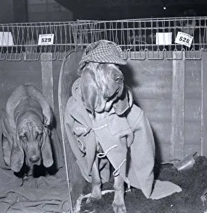 Rosie the bloodhound at the 1964 crufts dog show wearing a duffel coat and hat