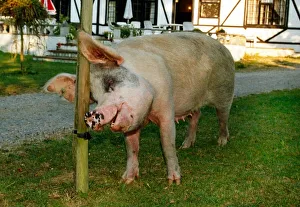 Core03 Prints: Rosie the pig who roams the New Forest in Hampshire seen here scratching herself against