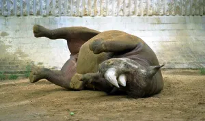 Rosie the Back Rhino rolls in dust August 1999 as the heatwave continues the animals