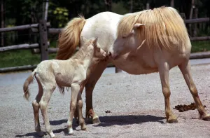 Ponies Prints: Royal cream pony called Hope playing with her seven day old foal at Blackpool Zoo June