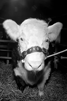 00033 Prints: Royal Show Smithfield: This is Blazer the Hereford Steer judged Supreme Champion