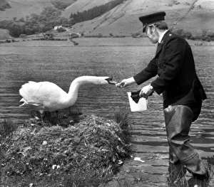 RSPCA Man Gerry Elmy who travels 40 miles each day to feed Charlie the cob
