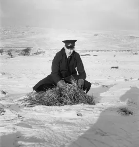 00009 Prints: RSPCA worker gathering straw for ponies during a heavy winter snowfall