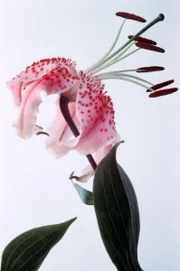 Exotic Prints: Rubrum Lily - Lilum Speciosumvar Rubrum - August 1979