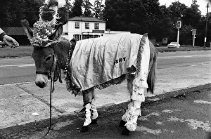 Ruffy the donkey on his way to the pub in his new outfit. July 1970 P011884