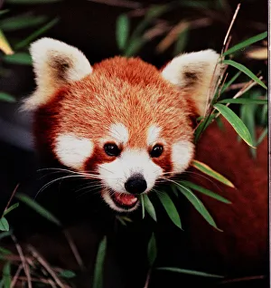 Panda Prints: Rufus the rare Red Panda born at Edinburgh Zoo - November 1997