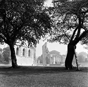 Somerset Prints: Ruins of Glastonbury Abbey in Somerset seen through two gnarled trees