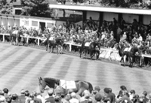 The runners in the 1971 Andy Capp Handicap in the parade ring before the the race