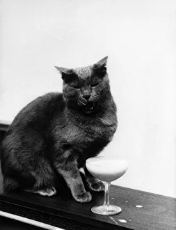 00049 Prints: Russ. Britains Wealthiest Self-Made Cat: Just about the only mundane thing about