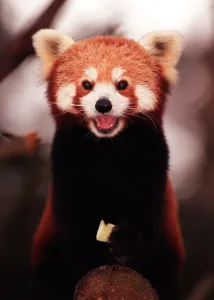 Rusty the rare Red Panda born at Edinburgh Zoo - November 1997