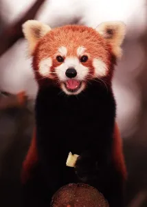 Rusty the rare Red Panda born at Edinburgh Zoo - November 1997