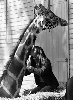 Relationships Prints: Ruth gives the big giraffe a kiss. September 1977 P011766