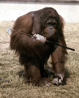 Orangutans Prints: Sabbah the Orang Utan playing with golf clubs at Blackpool Zoo July 1979 A&copy