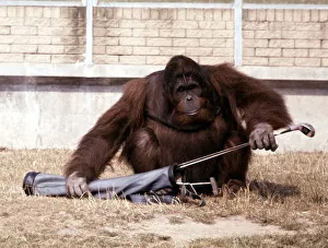 Sabbah the Orang Utan playing with golf clubs at Blackpool Zoo July 1979 A&copy