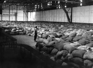 Sacks Prints: Sacks of coal in Germany waiting to be flown to Berlin as part of the Allied airlift