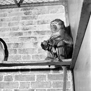Captivity Prints: Its Sacred. The first pictures of the baby sacred baboon which is just two days old