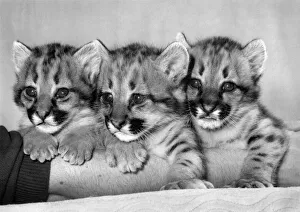 00068 Prints: Safe Among the Tigers: These baby pumas probably wouldn t survive long in the wild