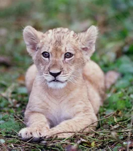 Saffiya a three-month-old Barbary Lion cub born at Port Lympne zoo in Kent