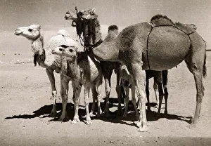 Camels Prints: The Sahara Camel - Special Breed - youngsters have black noses