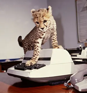 00160 Prints: Saki the cheetah cub trying to use a typewriter at Marwell Zoo February 1987