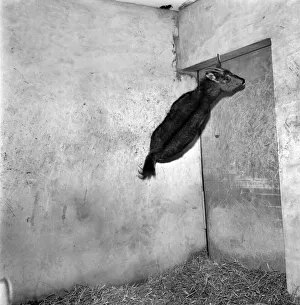 Salford Zoo. Rarest animals in the Salford quarantine zoo