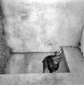 Salford Zoo. Rarest animals in the Salford quarantine zoo