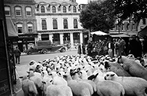 Salisbury Market, Wiltshire. An ancient city market which dates back to Roman times
