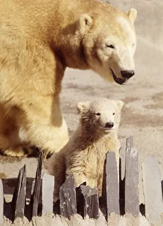 00026 Prints: Sally the polar bear with her three months old cub Pipaluk on his first public