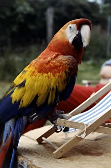 00159 Prints: Sam the 2 year old American macaw perched on a deckchair July 1979