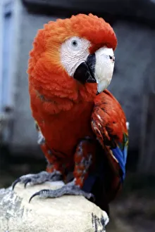 00158 Prints: Sam the 2 year old American macaw perched on a deckchair July 1979