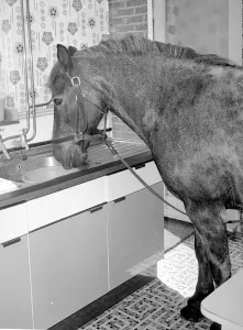 Sam the pet pony having a drink of water in the litchen sink of his owners house in