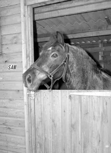 Sam the pet pony walking through his owners house to get through to his luxury stable