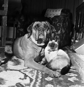 01133 Prints: Samba, the ferocious looking mastiff is lulled to sleep in front of a warm fire