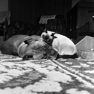 Samba, the ferocious looking mastiff is lulled to sleep in front of a warm fire