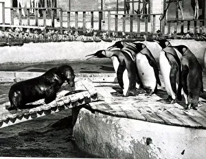 Sea Lion Prints: Sammy the Sea-Lion is confronted by Penguins - May 1969 Sammy has been
