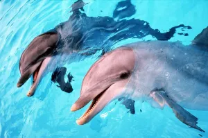 Dolphin Prints: Samson the Bottlenose Dolphin meets his new mate aLadye at Whipsnade Zoo Animals