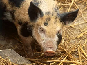 Sandy + Black pig colourful pig pigs farm animals farming