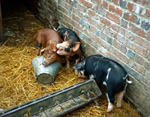 Sandy and black piglets playing about on the farm January 1980 A©Mirrorpix