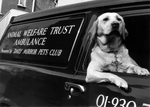 00103 Prints: Sandy the labrador seen here at the wheel of the Animal Welfare Trusts newest Animal