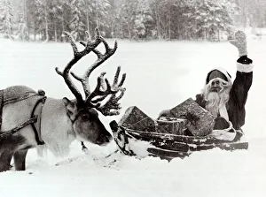 Santa Claus on his sleigh in the snow - December 1981 with his Reindeer looking