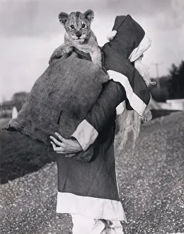Santa with lion cub Polar 2 1 / 2 months old from the Benvarden Safari Park Co Antrim