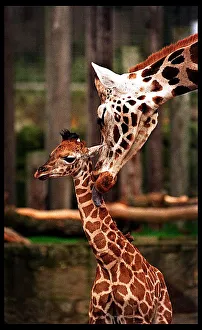 Mother And Child Prints: Savannah giraffe Edinburgh Zoo January 1998 first public appearance of baby giraffe