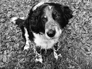 Save me: Diamond must find a new home or die. Diamond the shaggy mongrel has good reason