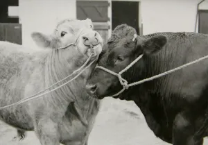 Bulls Prints: Scargill and MacGregor will be appearing at the Birmingham Prime Stock Show on November